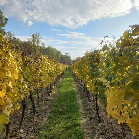 Ve Vinohradě