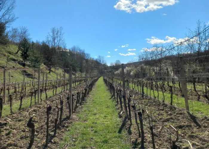 Maison d'hôtes Ve Vinohrade Němčičky